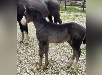 American Paint Horse, Hengst, 1 Jahr, 156 cm, Overo-alle-Farben