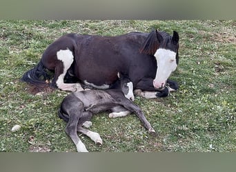 American Paint Horse, Hengst, 1 Jahr, 156 cm, Overo-alle-Farben