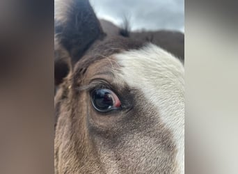 American Paint Horse, Hengst, 1 Jahr, 156 cm, Overo-alle-Farben