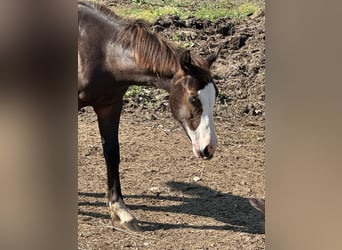 American Paint Horse, Hengst, 1 Jahr, 156 cm, Rappe