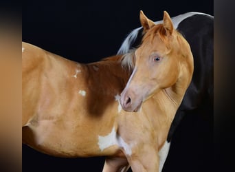 American Paint Horse, Hengst, 1 Jahr, 156 cm, Schecke