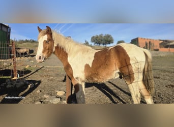 American Paint Horse Mix, Hengst, 1 Jahr, Schecke