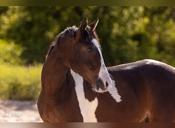 American Paint Horse, Hengst, 1 Jahr, Tobiano-alle-Farben