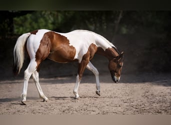 American Paint Horse, Hengst, 1 Jahr, Tobiano-alle-Farben