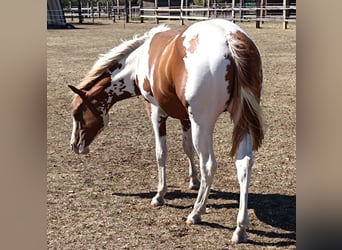 American Paint Horse, Hengst, 1 Jahr, Tobiano-alle-Farben
