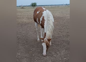 American Paint Horse, Hengst, 1 Jahr, Tobiano-alle-Farben