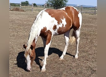 American Paint Horse, Hengst, 1 Jahr, Tobiano-alle-Farben