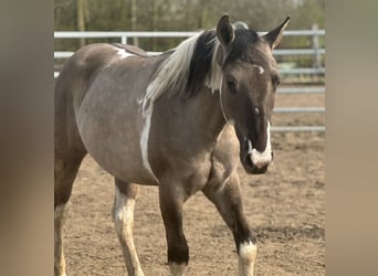 American Paint Horse, Hengst, 2 Jaar, 147 cm, Tobiano-alle-kleuren