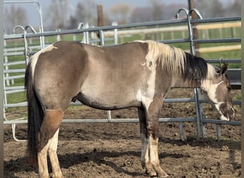 American Paint Horse, Hengst, 2 Jaar, 147 cm, Tobiano-alle-kleuren