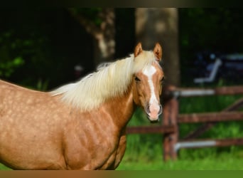 American Paint Horse, Hengst, 2 Jaar, 150 cm, Palomino