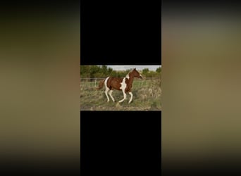 American Paint Horse, Hengst, 2 Jaar, 150 cm, Tobiano-alle-kleuren