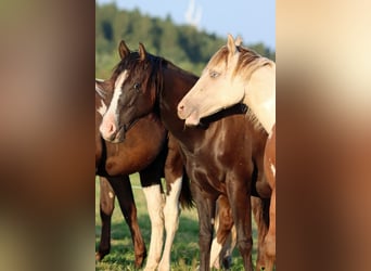 American Paint Horse, Hengst, 2 Jaar, 150 cm, Zwart