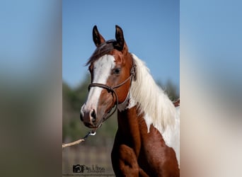 American Paint Horse, Hengst, 2 Jaar, 151 cm, Tobiano-alle-kleuren