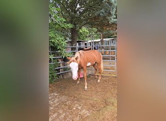 American Paint Horse, Hengst, 2 Jaar, 152 cm, Vos