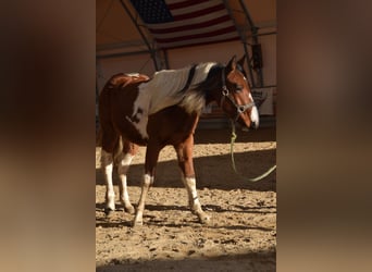 American Paint Horse, Hengst, 2 Jahre, 141 cm, Tobiano-alle-Farben
