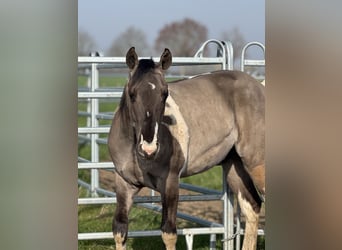 American Paint Horse, Hengst, 2 Jahre, 147 cm, Tobiano-alle-Farben
