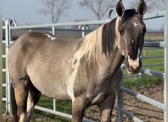 American Paint Horse, Hengst, 2 Jahre, 147 cm, Tobiano-alle-Farben