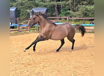 American Paint Horse, Hengst, 2 Jahre, 150 cm, Grullo