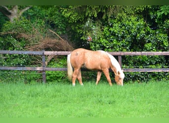American Paint Horse, Hengst, 2 Jahre, 150 cm, Palomino
