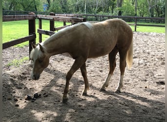 American Paint Horse, Hengst, 2 Jahre, 150 cm, Palomino