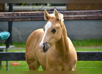 American Paint Horse, Hengst, 2 Jahre, 150 cm, Palomino