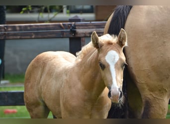 American Paint Horse, Hengst, 2 Jahre, 150 cm, Palomino