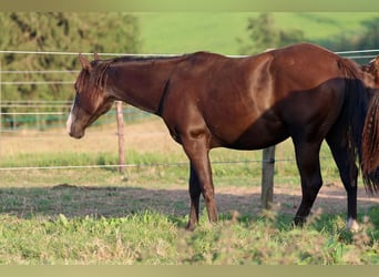 American Paint Horse, Hengst, 2 Jahre, 150 cm, Rappe