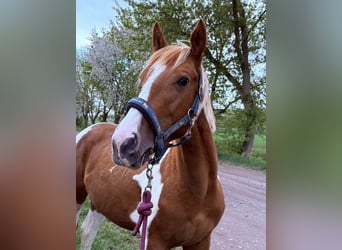 American Paint Horse, Hengst, 2 Jahre, 150 cm, Tobiano-alle-Farben