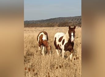 American Paint Horse, Hengst, 2 Jahre, 150 cm, Tobiano-alle-Farben
