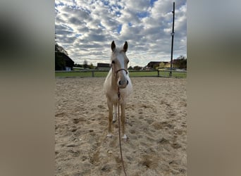 American Paint Horse, Hengst, 2 Jahre, 152 cm, Palomino