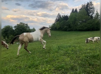 American Paint Horse, Hengst, 2 Jahre, Champagne