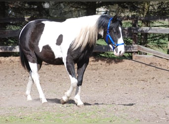 American Paint Horse, Hengst, 3 Jaar, 130 cm, Gevlekt-paard