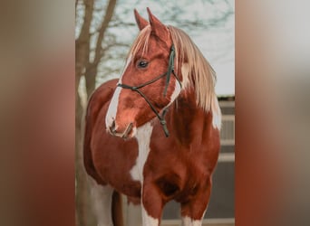 American Paint Horse, Hengst, 3 Jaar, 150 cm, Tobiano-alle-kleuren