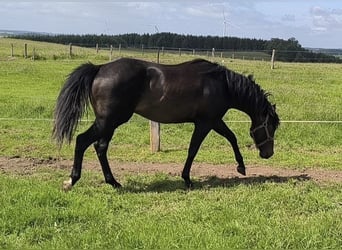 American Paint Horse, Hengst, 3 Jahre, 147 cm, Dunkelbrauner