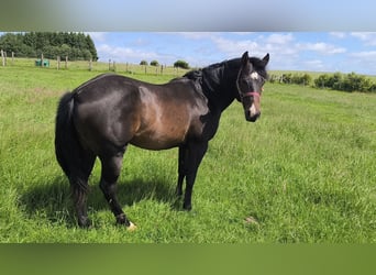 American Paint Horse, Hengst, 3 Jahre, 147 cm, Dunkelbrauner