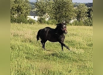 American Paint Horse, Hengst, 3 Jahre, 147 cm, Dunkelbrauner