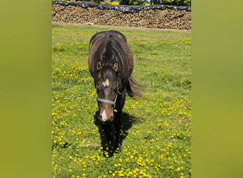American Paint Horse, Hengst, 3 Jahre, 147 cm, Dunkelbrauner