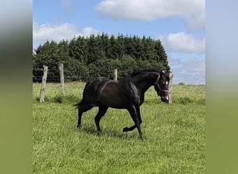 American Paint Horse, Hengst, 3 Jahre, 147 cm, Dunkelbrauner