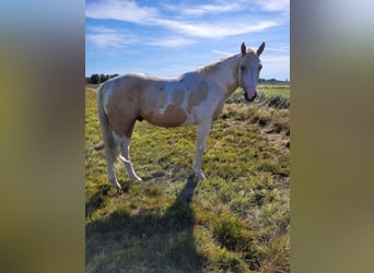 American Paint Horse, Hengst, 3 Jahre, 155 cm, Palomino