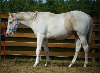 American Paint Horse, Hengst, 3 Jahre, 155 cm, Tovero-alle-Farben
