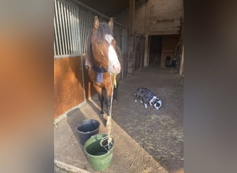 American Paint Horse, Hengst, 3 Jahre, 160 cm, Overo-alle-Farben