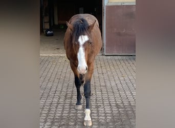 American Paint Horse, Hengst, 3 Jahre, 160 cm, Overo-alle-Farben