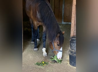 American Paint Horse, Hengst, 3 Jahre, 160 cm, Overo-alle-Farben
