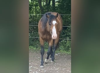 American Paint Horse, Hengst, 3 Jahre, 160 cm, Overo-alle-Farben