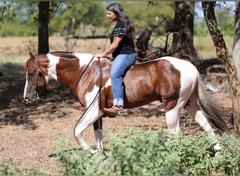 American Paint Horse, Hengst, 3 Jahre, Schecke