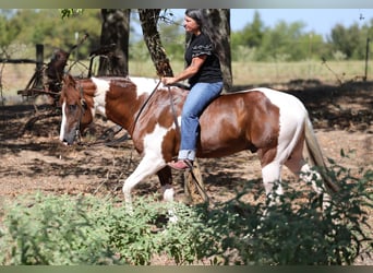 American Paint Horse, Hengst, 3 Jahre, Schecke