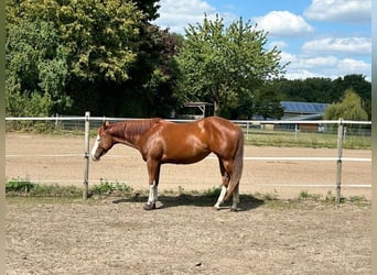 American Paint Horse, Hengst, 3 Jahre