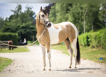 American Paint Horse, Hengst, 4 Jaar, 145 cm, Buckskin