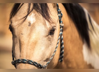 American Paint Horse, Hengst, 4 Jahre, 145 cm, Buckskin