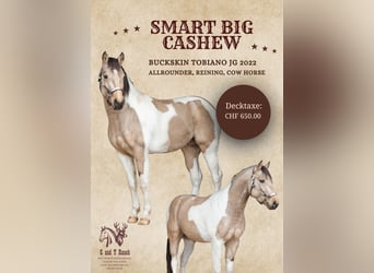 American Paint Horse, Hengst, 4 Jahre, 145 cm, Buckskin